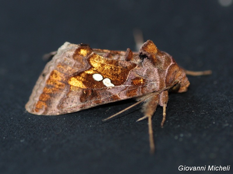 Chrysodeixis chalcites Noctuidae